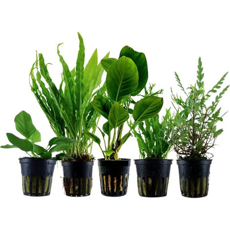 Pflanzen Set mit 5 Aufsitzer Aquariumpflanzen Nr.217