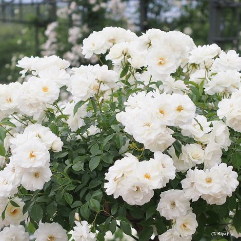 Gardenaria Rosa 'Iceberg' - Rosa da giardino - Altezza: 30/35 cm (vaso19) (1/5)