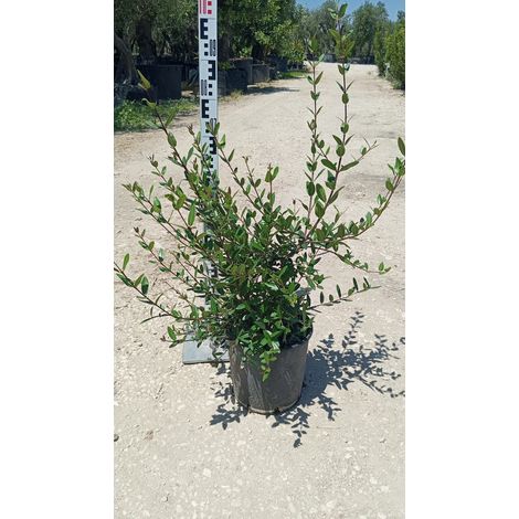 Phillyrea Angustifolia Pot 24 cm Arbuste Méditerranéen