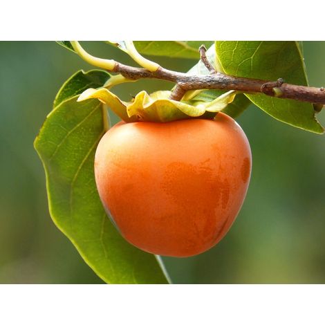 Caco Pianella Impollinatore (Pianta di 3 anni)