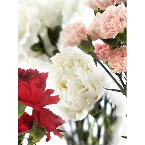 Clavel Colombiano Flor Natural Ramo de 20 tallos 65cm de alto