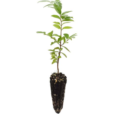 Psidium cattleianum ROSSO - guava fragola - alveolo forestale (1/2)