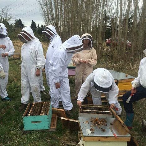 Vêtements D'apiculture Avec Des Gants, Combinaison D'apiculteur En Coton Naturel Avec Voile D'escrime Unisexe(XL) (1/4)