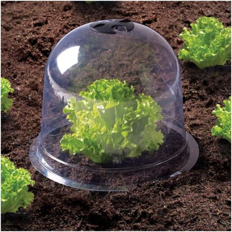 Cloche de protection pour salade et jeunes plants (lot de 12), serre de jardin pour protection des plantes (1/4)