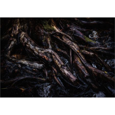 Fototapete Wurzeln Baum 400x280 cm Fliselina 3D Effekt Einfache Montage (1/5)