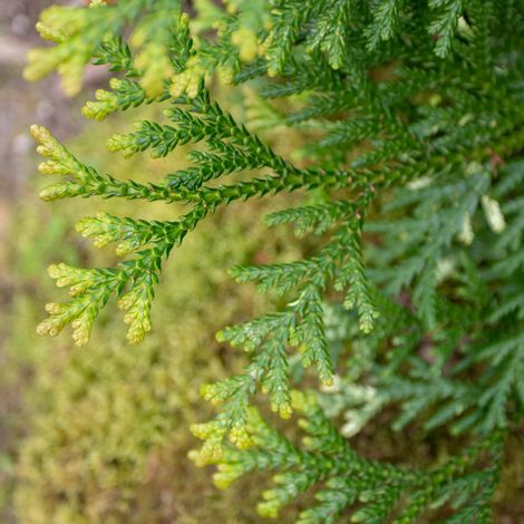 Thujopsis du Japon Variegata - Thujopsis dolabrata Variegata 20/30cm Pot 2,5L (1/2)