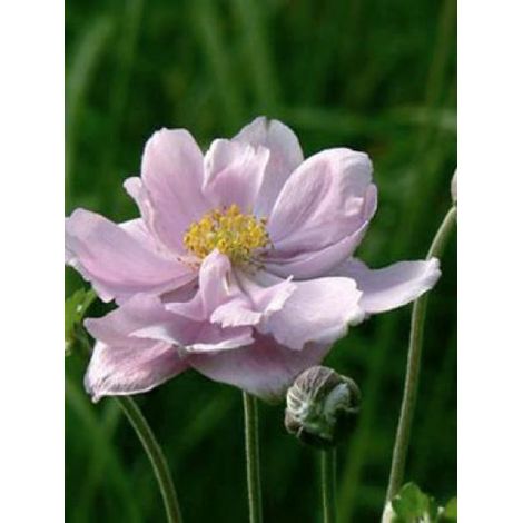 Anémone du Japon 'Mont Rose' Godet de 8/9 cm