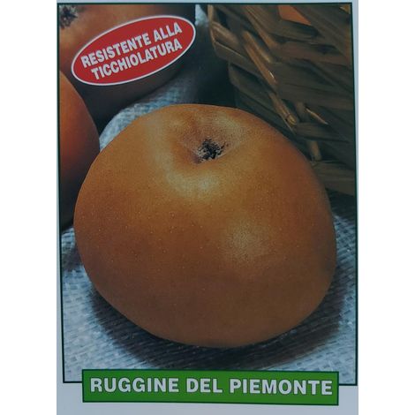 Mela Ruggine del Piemonte - pianta di 3 anni