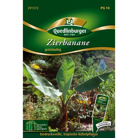 Quedlinburger Zierbanane - Blumensamen (1/2)