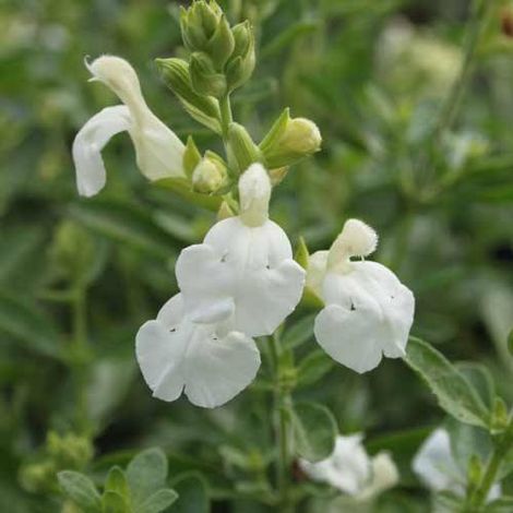 sauge blanche | Conditionnement: Lot de 5 godets