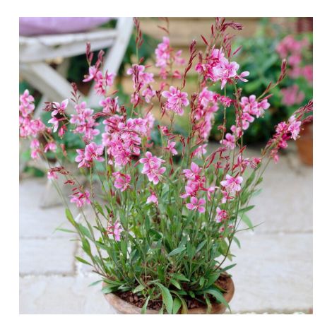 Pianta gaura lindheimeri vaso 24 foto reali