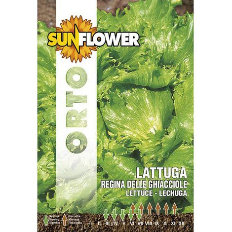 Semillas de lechuga Reina de las Ghiacciole Girasol