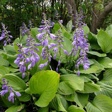4 x Hosta ventricosa - godet 9x9 cm (1/5)