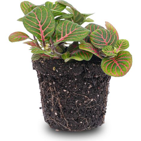 Fittonia Bubble Red - Plante d'Intérieur Mosaïque Rouge et Vert - Pot Ø 8,5 cm - 10 cm - PANGIVO (1/2)