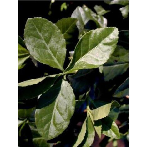 Fusain persistant 'Dart's Blanket' Godet de 8/9 cm