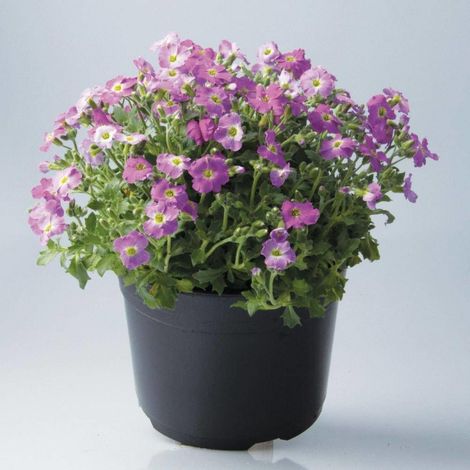 Aubriète Florado rose/Lot de 9 godets