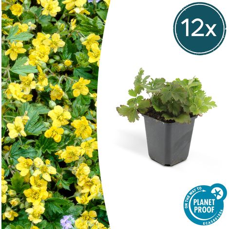Waldsteinia ternata - Lot de 12 Plantes Couvre-sol à Fleurs Jaunes - H10-25 cm - Ø9 cm - PANGIVO (1/5)