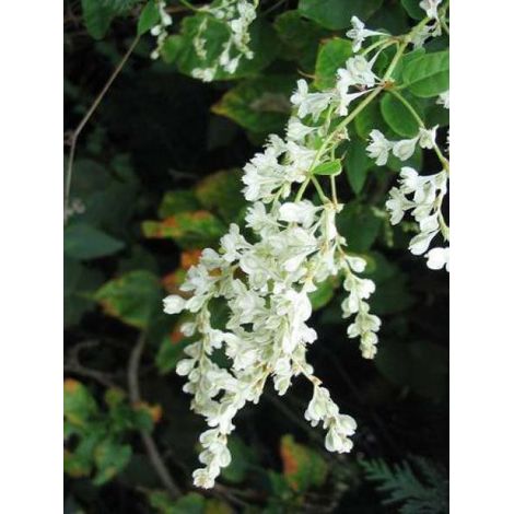 Fallopia aubertii Pot de 1,5L/2L