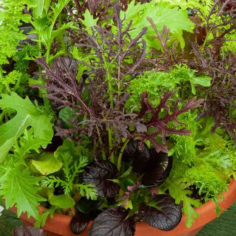 Mesclun Asiatique pour Jeunes Pousses - BIO Vilmorin (1/2)