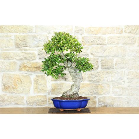 Bonsai di Mirto Pumila (35) (1/5)
