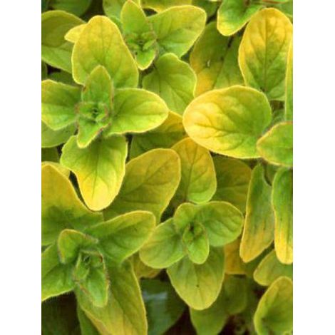 Origan doré 'Aureum' Godet de 7/8 cm (1/3)