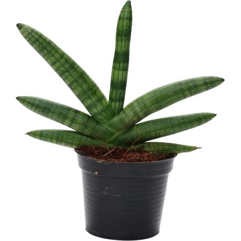 Sansevieria Skyline Plante d'Intérieur Langue de Belle-mère Vert H25 cm Pot ø10,5 cm - PANGIVO (1/4)