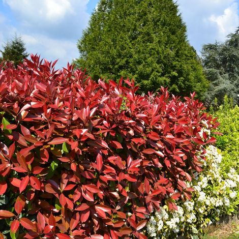 Fotinia "Photinia x fraseri Red Robin" pianta da siepe in vaso 3 litri h. 80/100