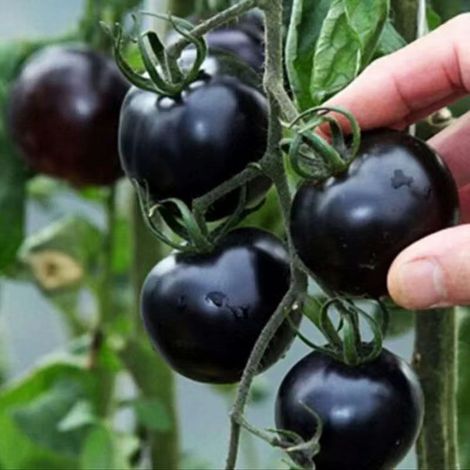Graines de Tomates Cerises Noires – 50 Graines – Variété Ancienne Sucrée – Culture Jardin Extérieur (1/3)