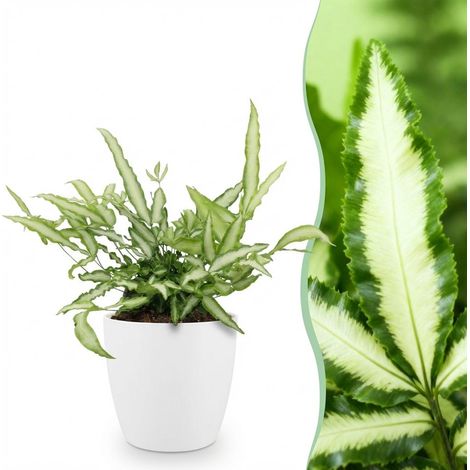 Fougère Ruban Pteris cretica Albolineata Plante d'Intérieur Pet-Friendly avec Pot Blanc 12 cm - PANGIVO (1/5)