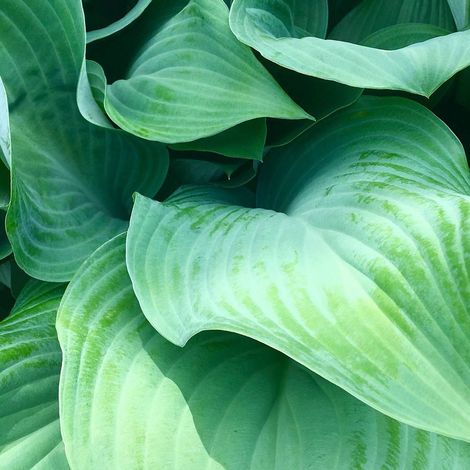 Hosta Halcyon | Conditionnement: Lot de 9 godets
