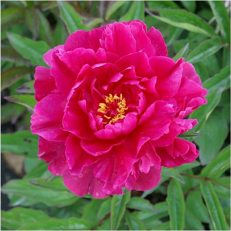 Pivoine herbacée Monsieur Adam Modzelewski/Pot de 2L (1/5)