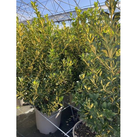 Gardenaria Evonimo - Euonymus japonicus 'Aureopictus' Livornese - Arbusto ornamentale da giardino - Altezza: 40/60 cm (vaso19) (1/3)