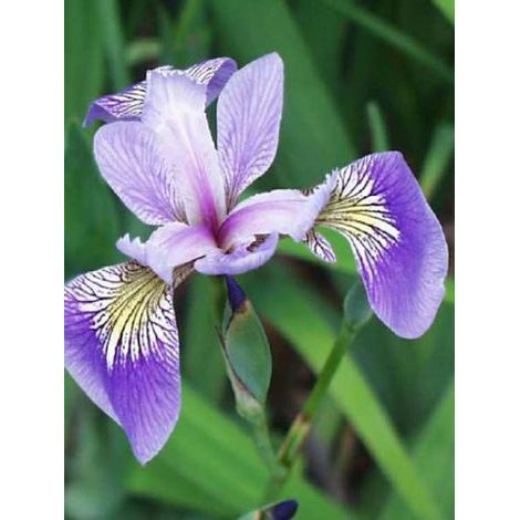 Iris versicolor Godet de 8/9 cm (1/4)