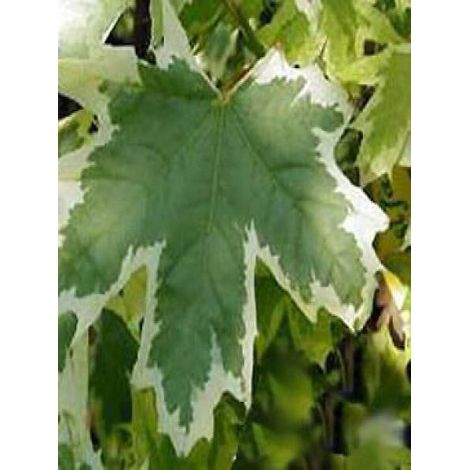 Érable plane 'Drummondii' Pot de 12L/15L, Baliveau (1/3)