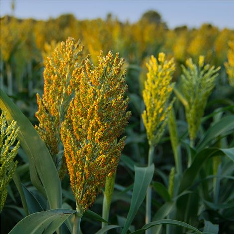 Sudangras GARDAVAN 25 kg Hirsegras Sorghum Futterpflanze Massebildung Biogas