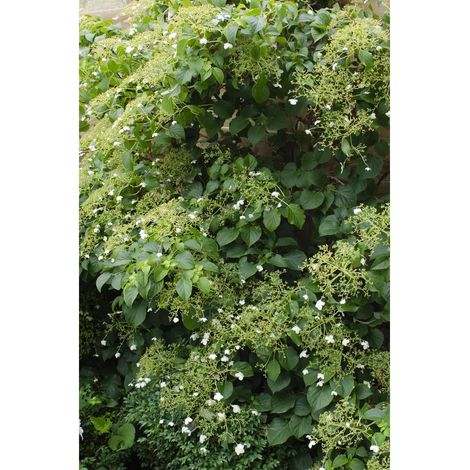 Hortensia Grimpant Hydrangea petiolaris pour Mur et Pergola H 65 cm Pot 15 cm Lot de 3 - PANGIVO (1/4)