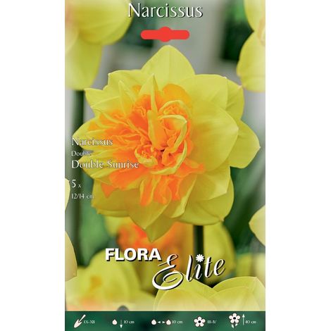 NARCISO DOUBLE SUNRISE (CONFEZIONE DA 5 BULBI)