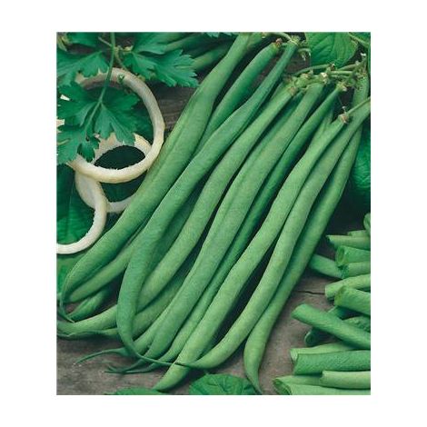 HARICOT TALISMAN - 150 G