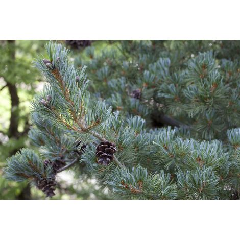 Mädchenkiefer 'Pentaphylla Glauca' Pinus parviflora 'Pentaphylla Glauca' C 4 30- 40
