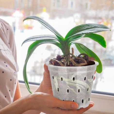 Pots pour Orchidées - ANNEFLY - 5PCS - Transparent - Trous de Drainage - ABS (1/4)