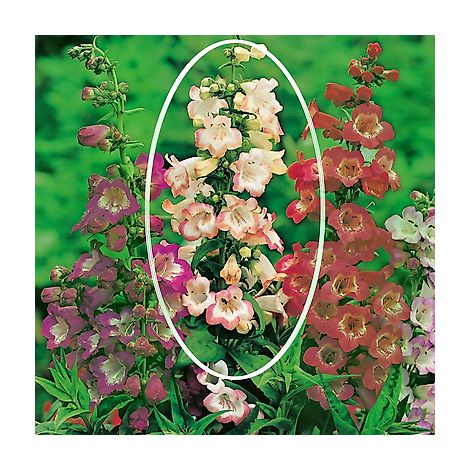 PENSTEMON ADRIEN REGNIER ROSE - 2 GODETS