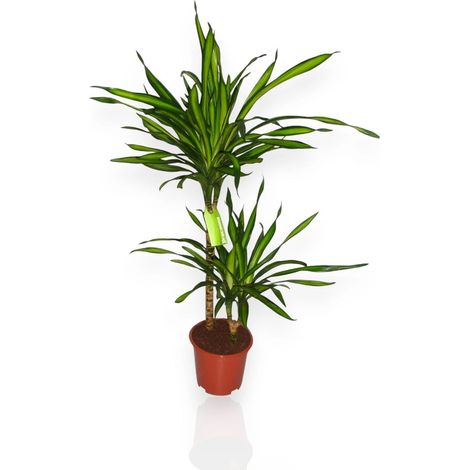 Gardenaria Dracaena fragrans 'Riki' - Pianta da interno ornamentale - Altezza: 140 cm (vaso 30)