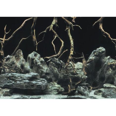 AQN SFONDO radici degli alberi/acqua S 60x30cm