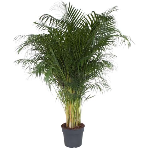 Dypsis Lutescens Palmier Areca Plante d'Intérieur Tropicale Élégante 200 cm Pot ø34 cm - PANGIVO (1/4)