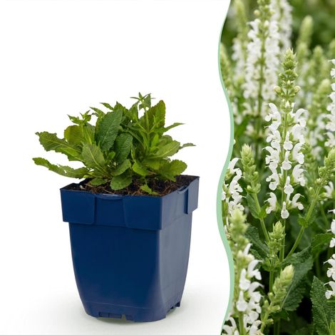 Sauge des bois Salvia nemorosa Schneehügel Vivace Fleurs Blanches Lot de 12 Plantes Pot 11cm - PANGIVO (1/5)