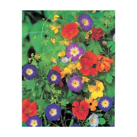 FLEURS GRIMPANTES - 10 G