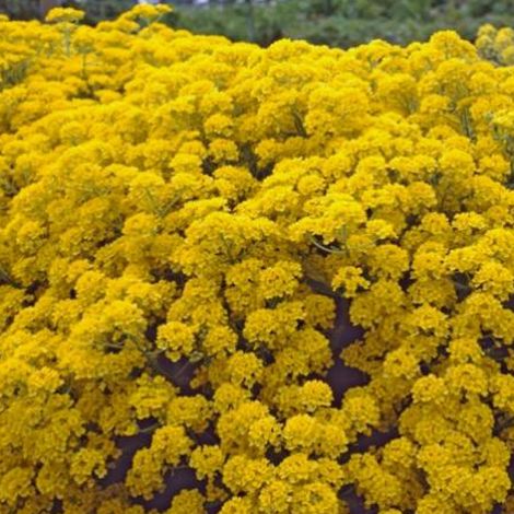 4 x Corbeille d'or  - Aurinia saxatilis 'Compacta'  - godet 9x9