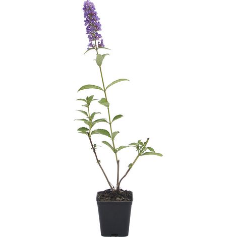 Buddleja davidii cv "Empire Blue" (fiore viola) - pianta delle farfalle - vaso quadro 7x7x8 cm (1/2)
