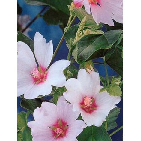 Mauve en arbre, Lavatère 'Barnsley' Godet de 8/9 cm (1/5)