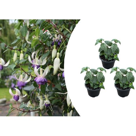 Bloomique - Lot de 3 - Fuchsia Delta Sarah - Plante clochette - Plantes de jardin - Résistante à l'hiver - ⌀9 cm - 15-25 cm